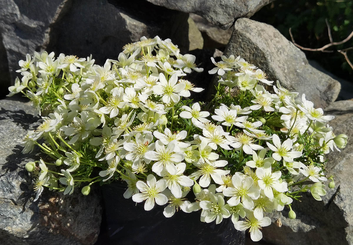 Clematis 'Emerald Dream'